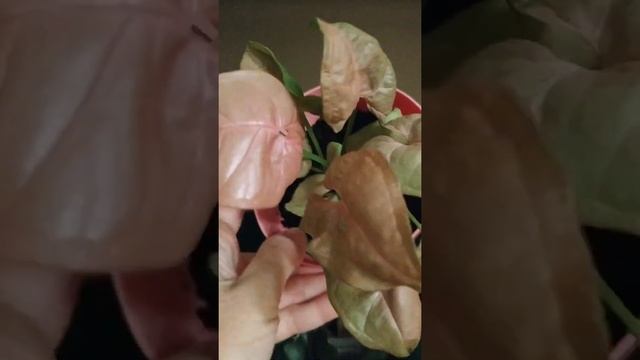 Мои РОЗОВЫЕ сингониумы. Сингониум "розовое сердце"?? Sing. pink heat. Изящный, компактный сорт?? смотреть онлайн