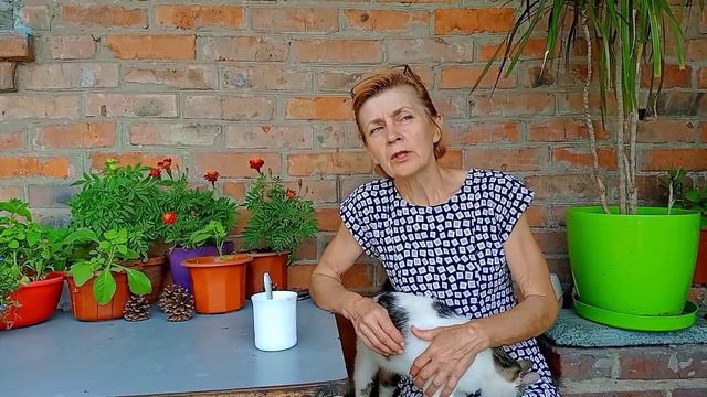 Хорошее доброе утро😺🌞Славянск 24 июня 2023 смотреть онлайн