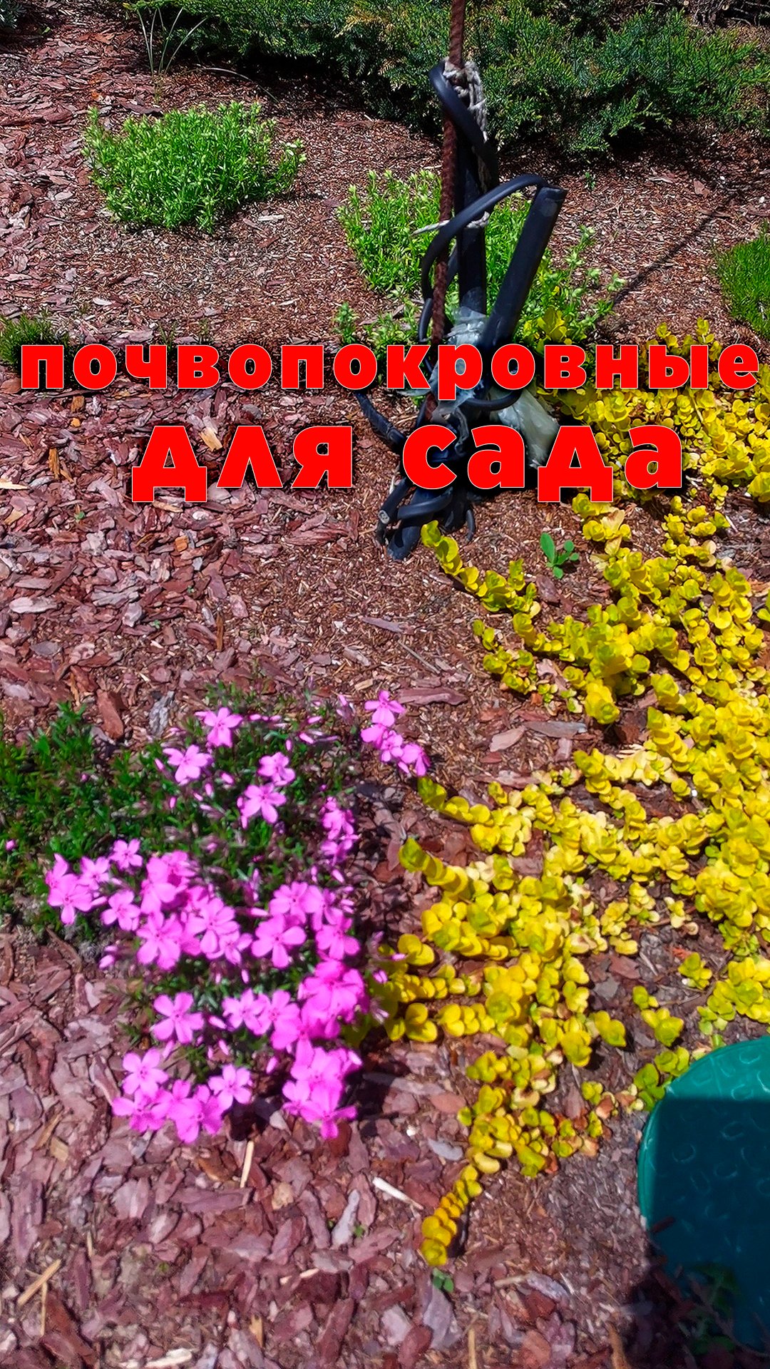 почвопокровные для сада🌺 смотреть онлайн