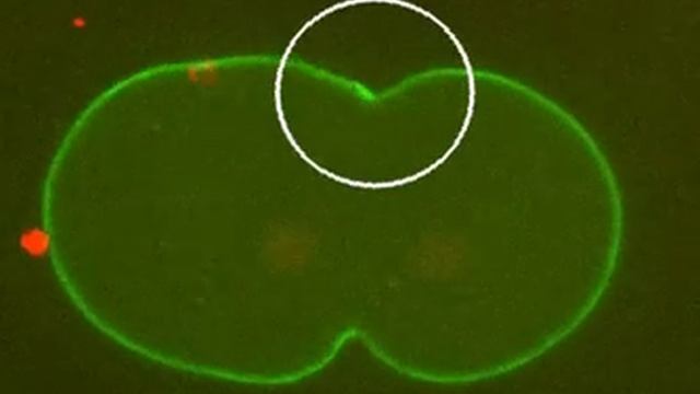 Влияние нагревания на деление чувствительного к температуре мутанта С - Система освещения UGA-42 Ge смотреть онлайн
