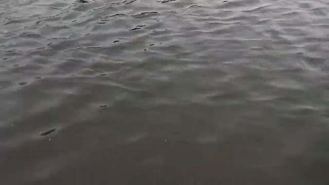 Русская выхухоль (хохоль) смотреть онлайн