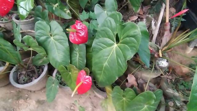 Anthurium Cultivation/How To Grow Anthrim/Fast Anthurium Blooming Tips смотреть онлайн