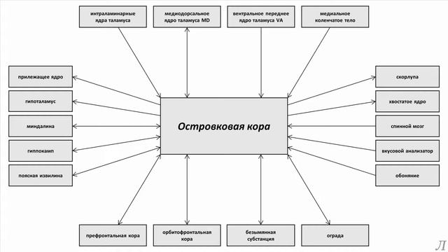 11.35.1 Подробное разъяснение. Островковая кора. Часть первая смотреть онлайн