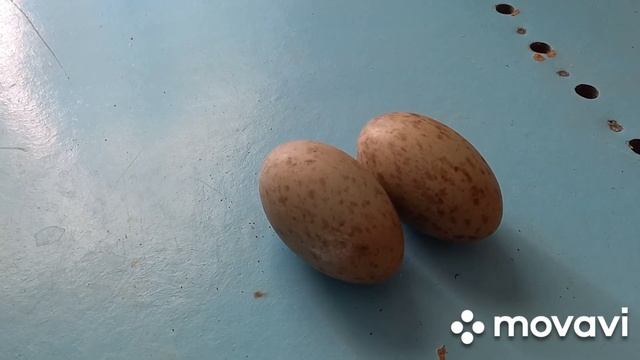 Нашли брошенные яйца журавлей. Выведутся ли журавлята в инкубаторе? смотреть онлайн
