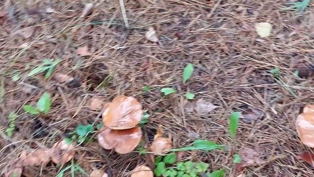 Мечта. Урожай грибов:-) смотреть онлайн