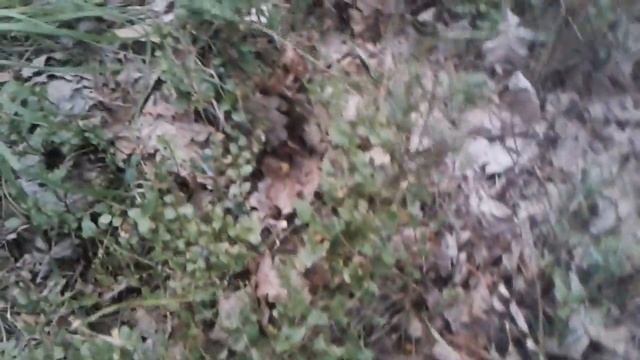 Много белых грибов за 10 минут. Поляна белых грибов. Сентябрь 2017 смотреть онлайн