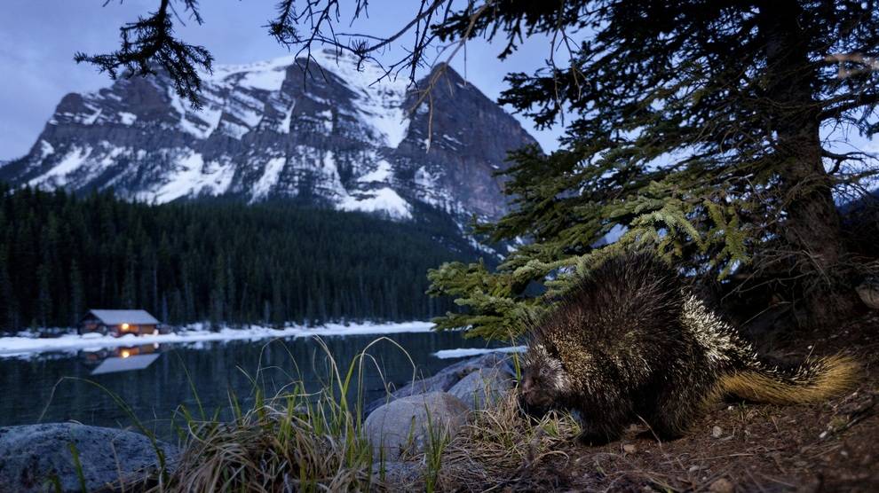 Путешествие в Дикую Природу России Фильм FULL HD