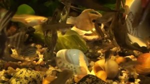 Овощи для сомиков анциструсов и других аквариумных рыбок. Полезный огуречно-капустный завтрак