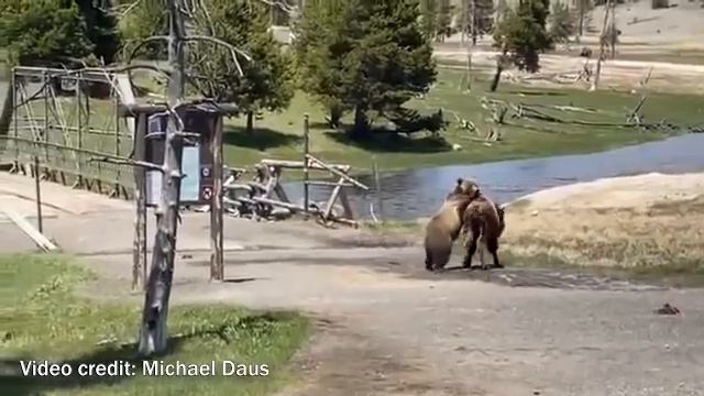 Bear takes down bison in Yellowstone National Park смотреть онлайн