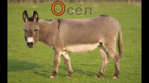 Названия животных для детей  учим алфавит