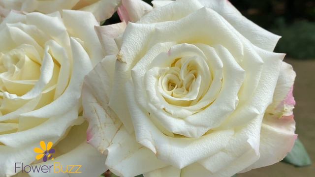 Rose White Ashley смотреть онлайн
