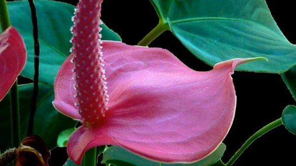 Amazing and Most Beautiful Anthurium Flowers |  Anthurium andraeanum