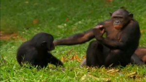 Бонобо - самые близкие к человеку  животное