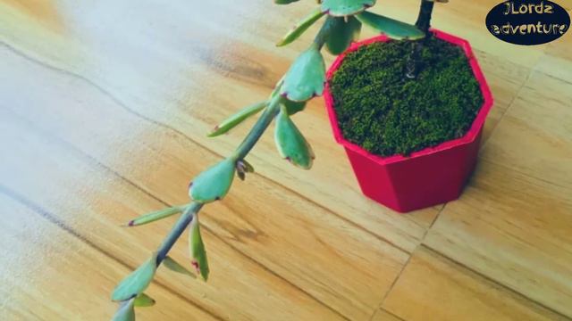 Different types of expensive flowers and plants besides "Sansevieria rorida" смотреть онлайн