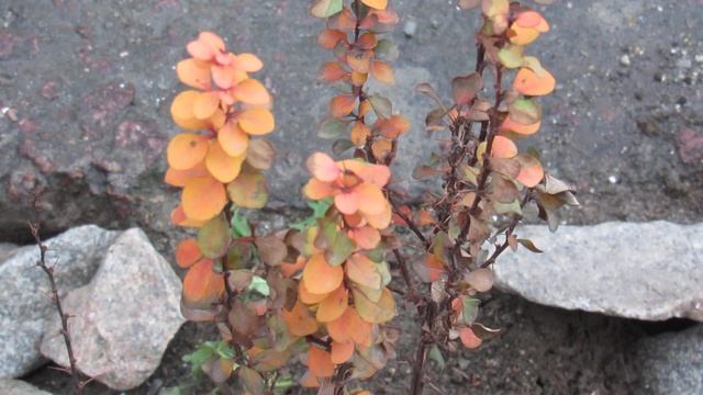 ВНИМАНИЕ , БАРБАРИС !! Чтобы был ярким. смотреть онлайн