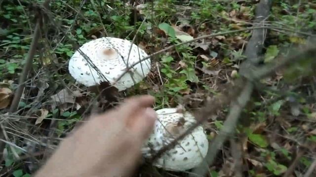 Гриб - зонтик пёстрый - Macrolepiota procera - Сбор грибов 29.09.2018 - Днепропетровская область смотреть онлайн