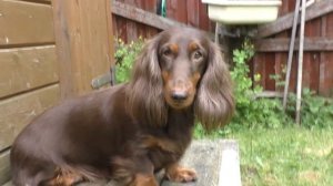 Dachshund long-haired.(Такса длинношёрстная)