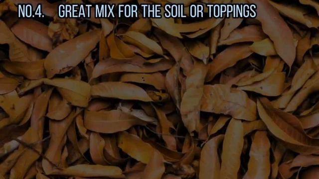 Great pottig mix for caladiums and alocasias смотреть онлайн