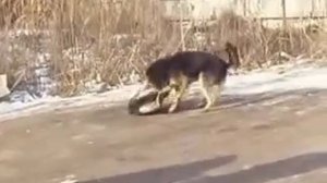 собачий бой за самку