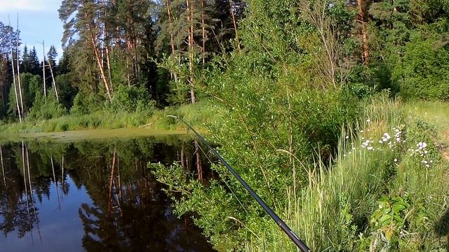 ЛОВЛЯ ОКУНЯ НА СПИННИНГ ЛЕТОМ.Снасть УБИЙЦА ОКУНЯ. смотреть онлайн