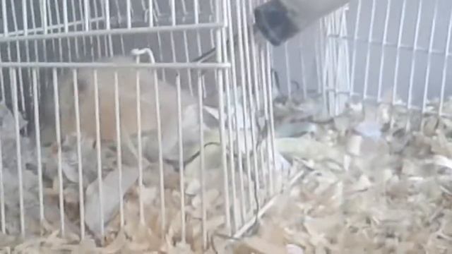 Что делать если хомяк беременный смотреть онлайн