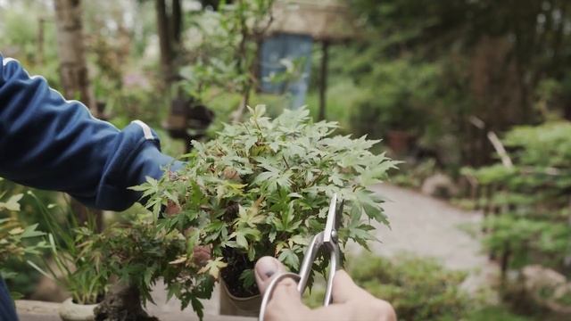 Shohin Bonsai Techniques