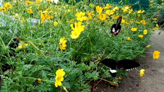 Сад бабочек на острове Орхидей 3 смотреть онлайн