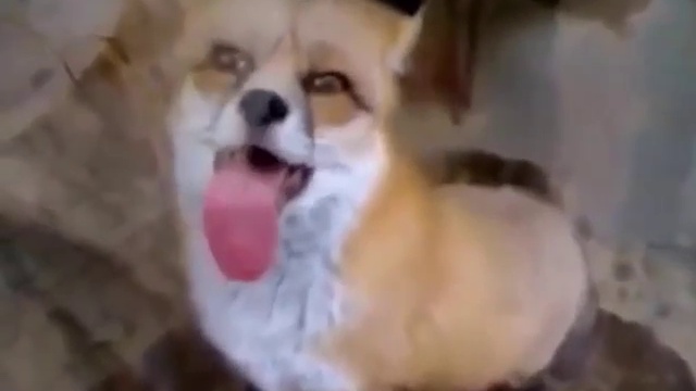 Лисичка хочет кушать. Прикол!!! смотреть онлайн