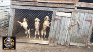 Русская пегая гончая, и русская гончая !