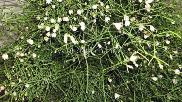 MISTLETOE Cactus Rhipsalis Baccifera Horrida