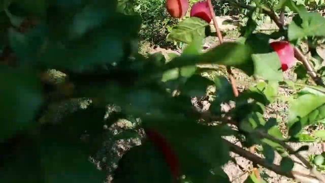 Intermezzo - Country Sketches - Дачные зарисовки