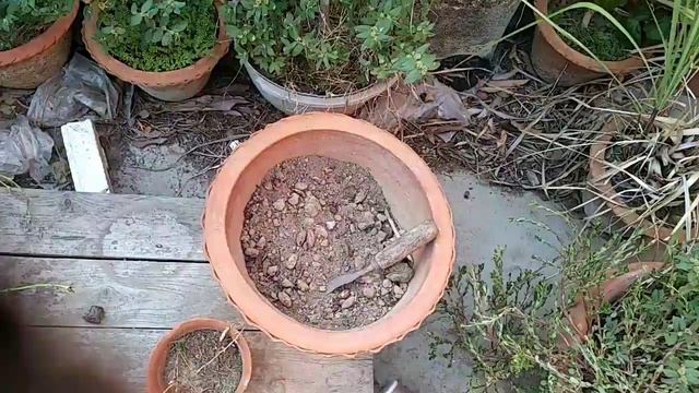 250: How to repot adenium easily.My technique. смотреть онлайн