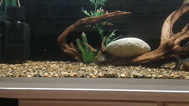 Красный паку(4шт),синегальский многопёр 02.11.2022 смотреть онлайн