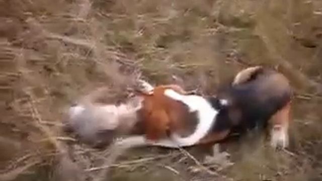 Охота на зайца ! смотреть онлайн