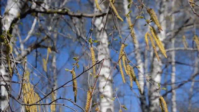 Берёзка,апрель и ветер в серёжках смотреть онлайн
