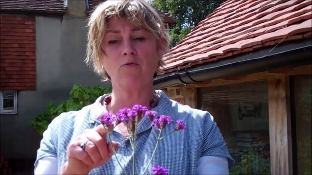 Why you should grow Verbena rigida смотреть онлайн