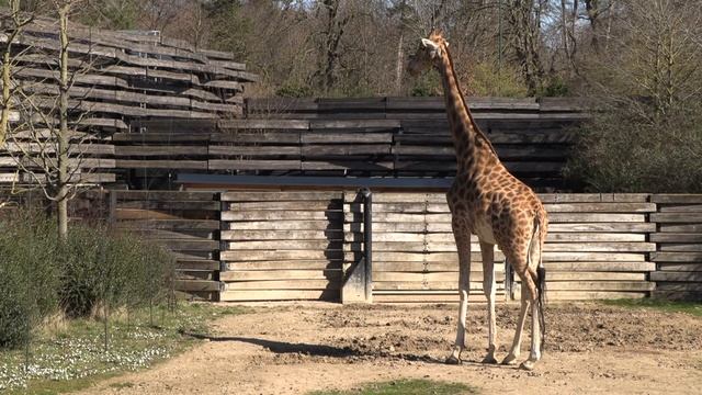 Zoo de Vincennes ou Parc Zoologique de Paris . смотреть онлайн