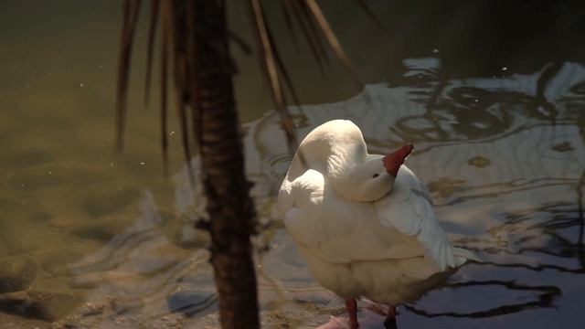 Test Sony a7s II смотреть онлайн