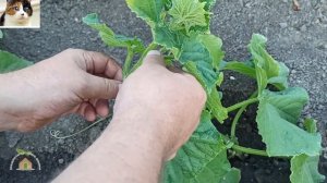 Как формировать огурцы сорт Герман в открытом грунте без подвязки