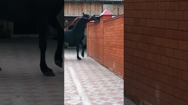 Продажа лошадей орловской породы. А так же имеются вламировцы шатры и мешаные. 8-912-25-00-925 смотреть онлайн