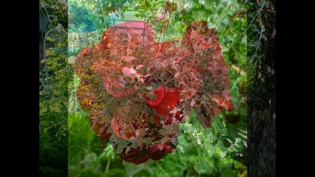 ✿➽ Пеларгония в саду на альпийских горках. Дизайн ландшафтный. ✿ℛоманова ДАЧА смотреть онлайн