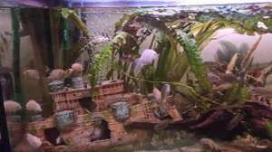 Аквариумные Рыбки. Цихлиды, Мальки, Совместимость, фламинго,  Кормление. содержание аквариумных рыб