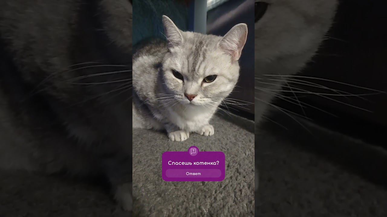 Смешной кот #Shorts смотреть онлайн