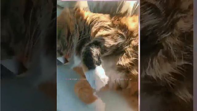 как подзывают кошек в разных странах часть 2 смотреть онлайн