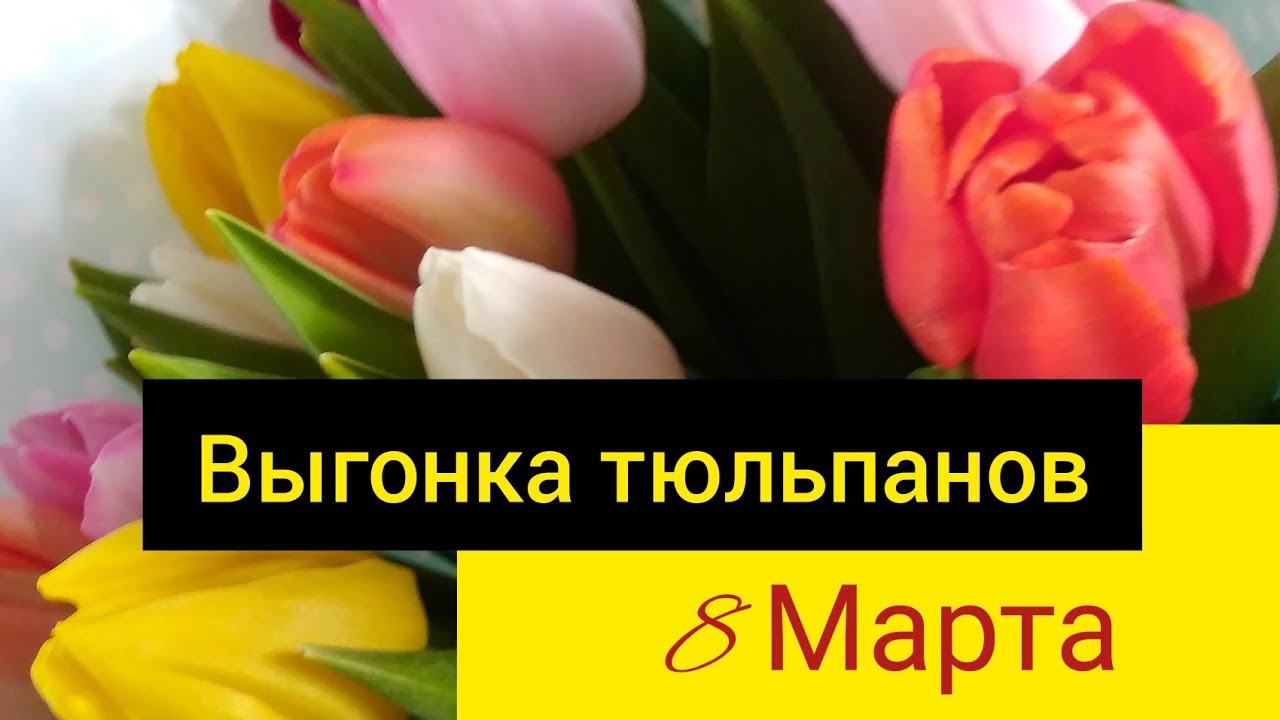 Выгонка тюльпанов. Обзор на 3 марта