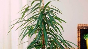 Фикус Али | Уход | Размножение | Болезни