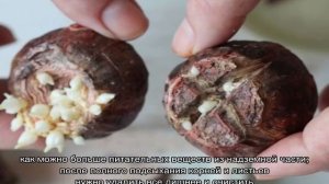 Когда выкапывать гиацинты после цветения