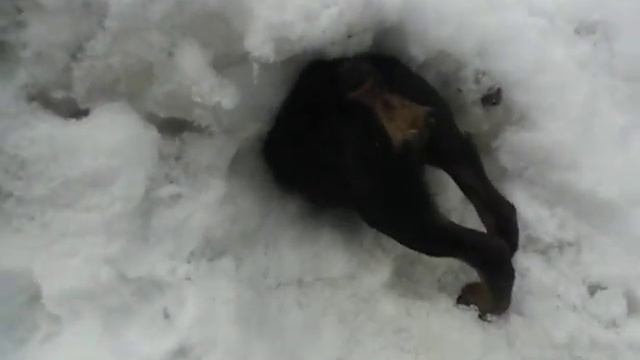 ягдтерьер и очень маленький барсук ))))) смотреть онлайн