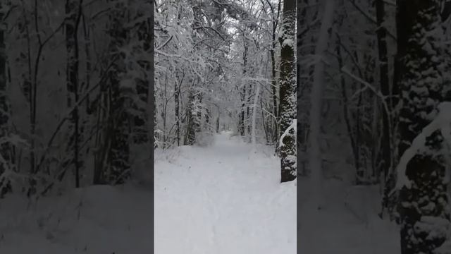 Зимний лес, январь 2024 г. смотреть онлайн