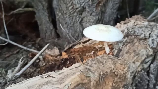 Вот такие грибы встречаются в нашем лесу смотреть онлайн